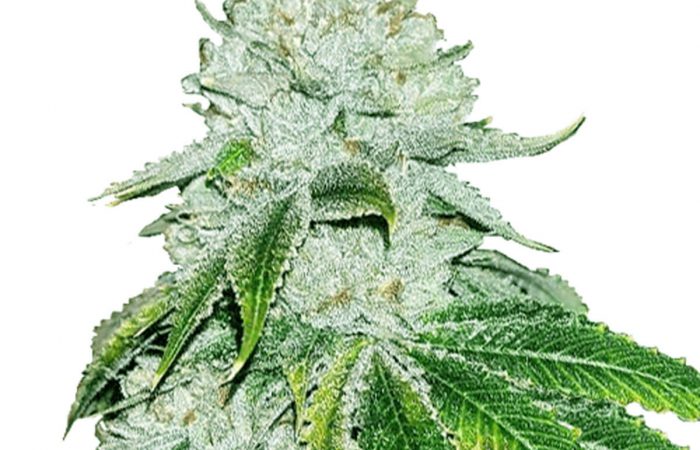 Gelato