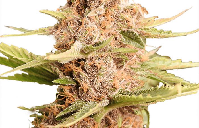 Girl Scout Cookies
