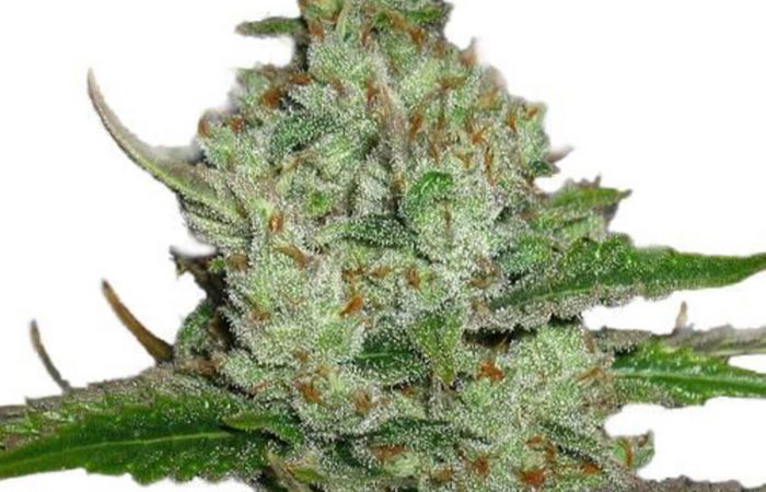 Hindu Kush
