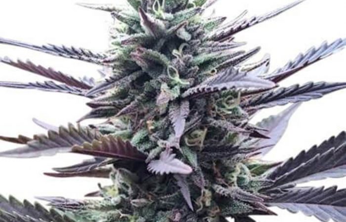 LA Confidential