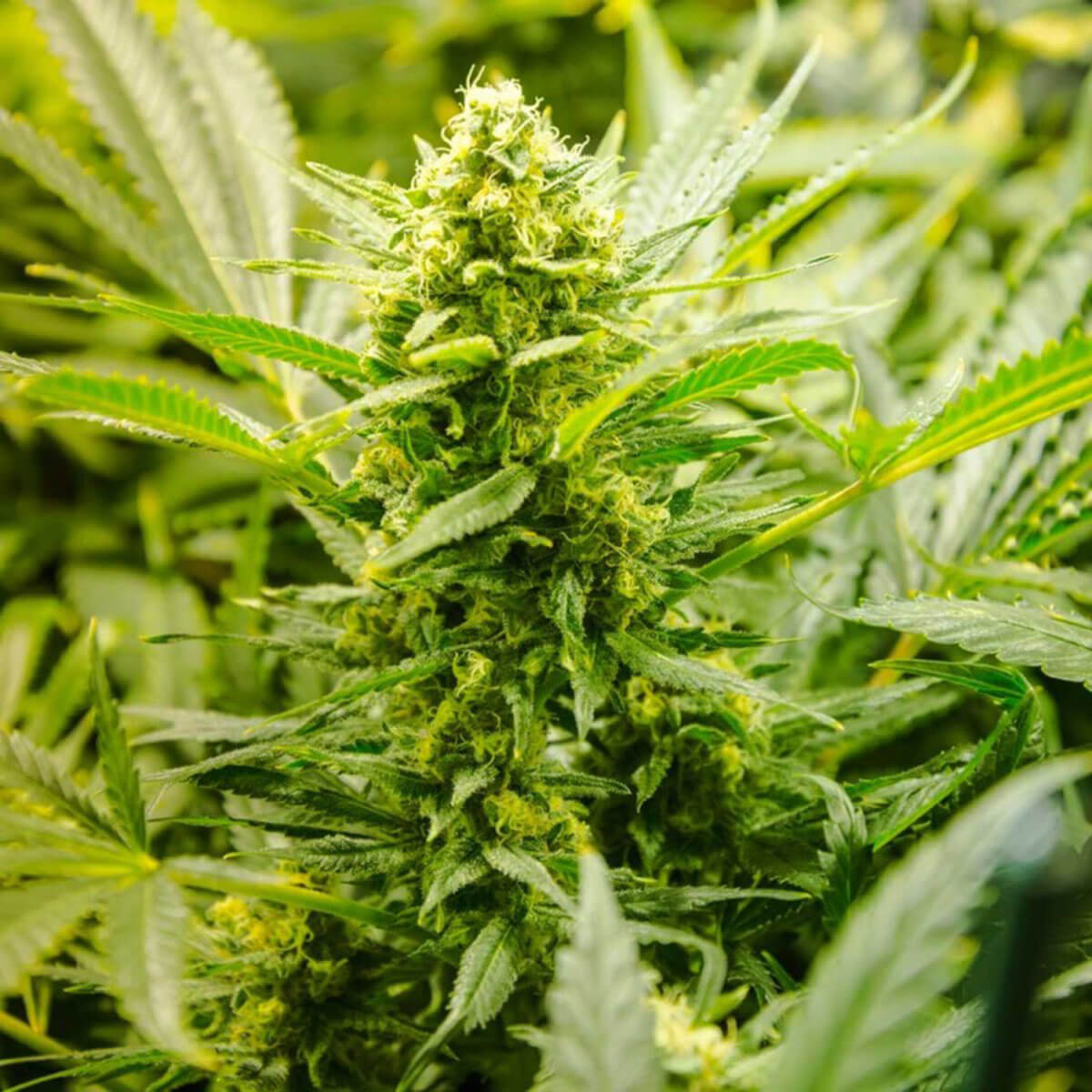 lowryder-autoflowering-images