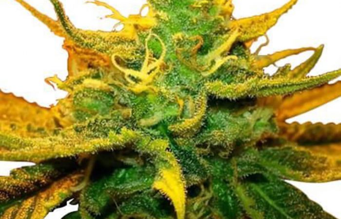 Mango Kush