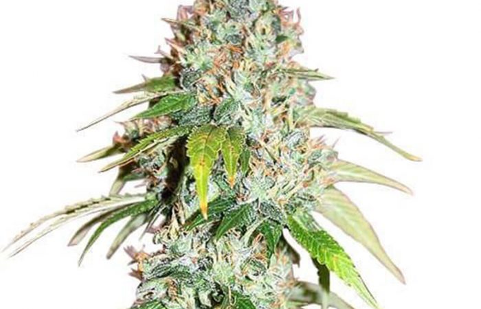 Master Kush