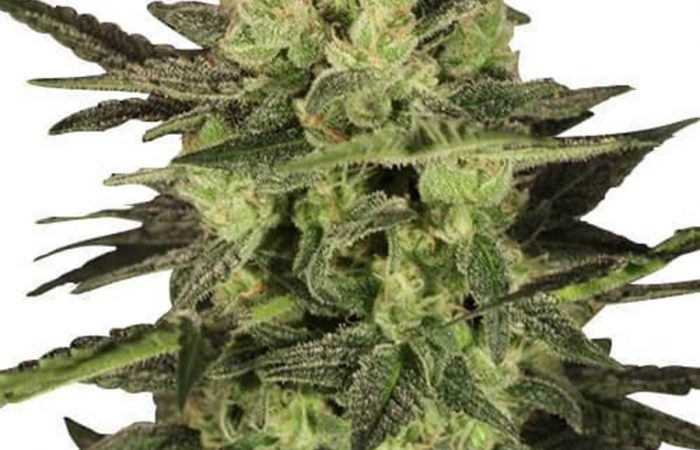 MK Ultra
