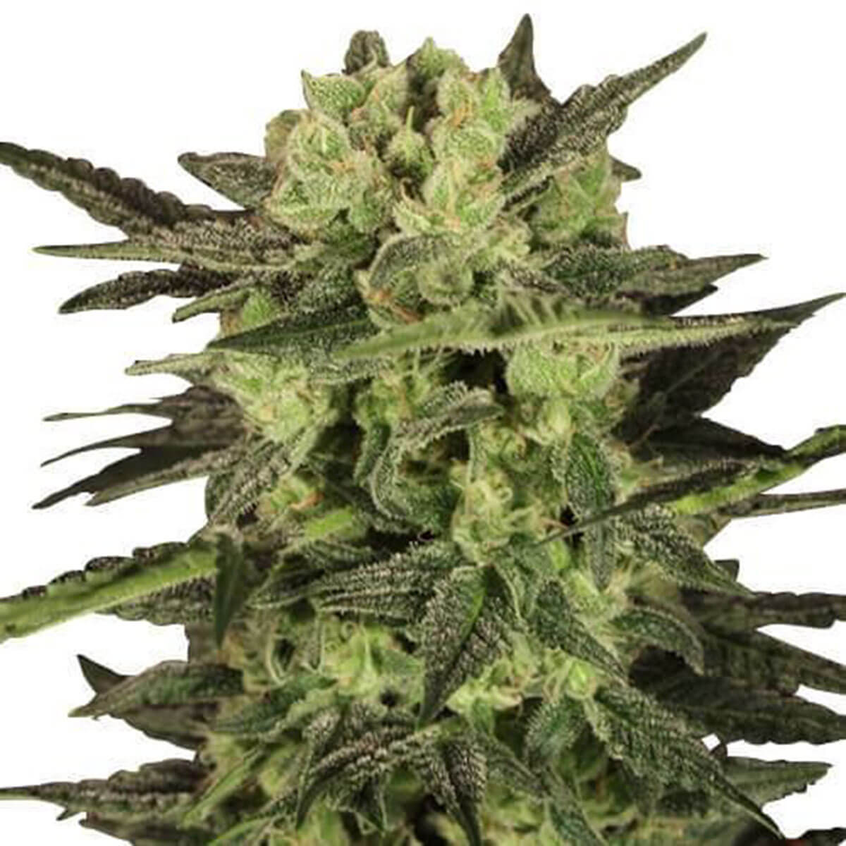 MK Ultra