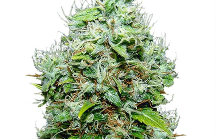 NYC Diesel