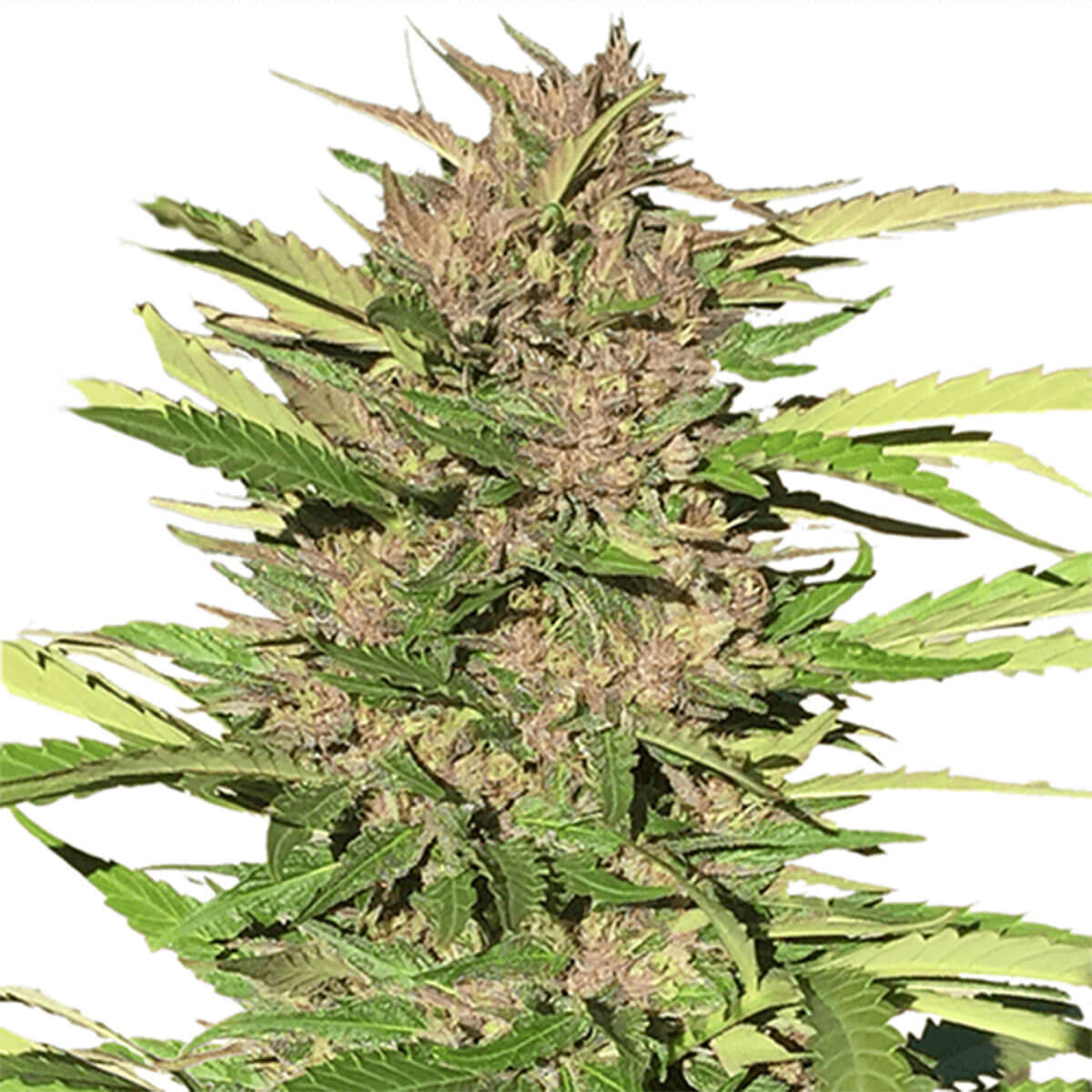 pure-indica-seeds-Images