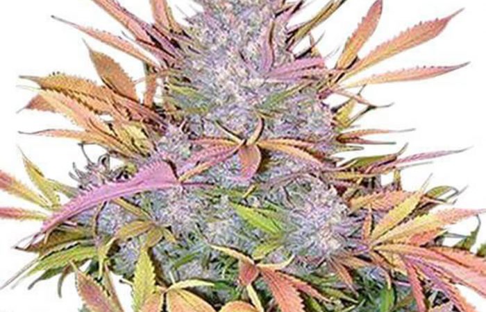 Strawberry Cough