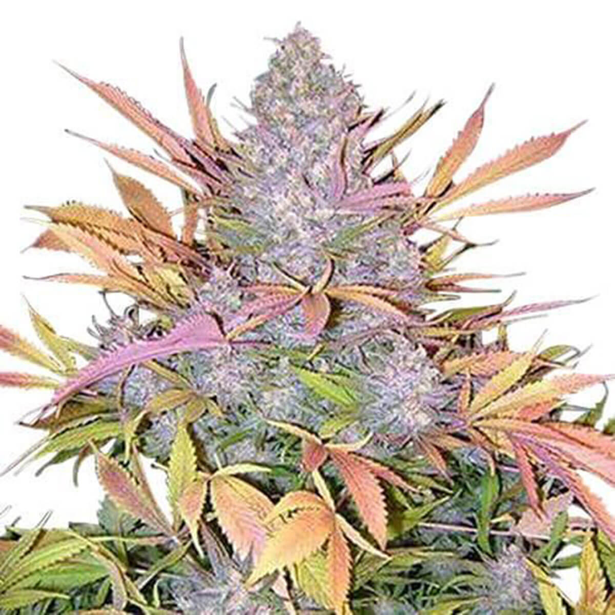 strawberry-cough-images