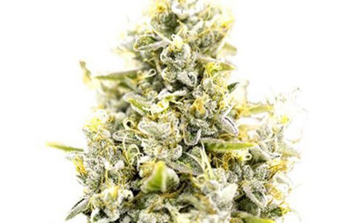 Sunset Sherbet