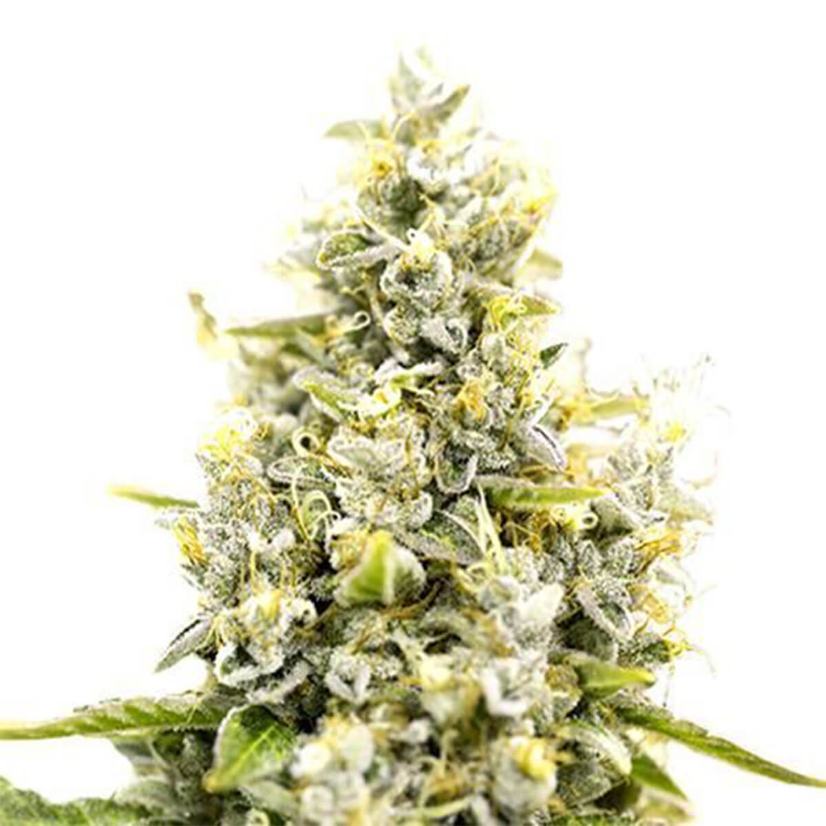Sunset Sherbet