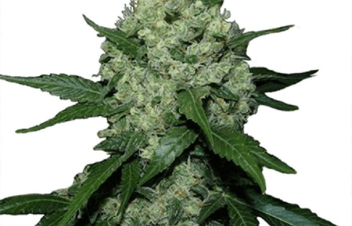 Super Skunk