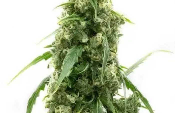 Alien Gorilla Glue