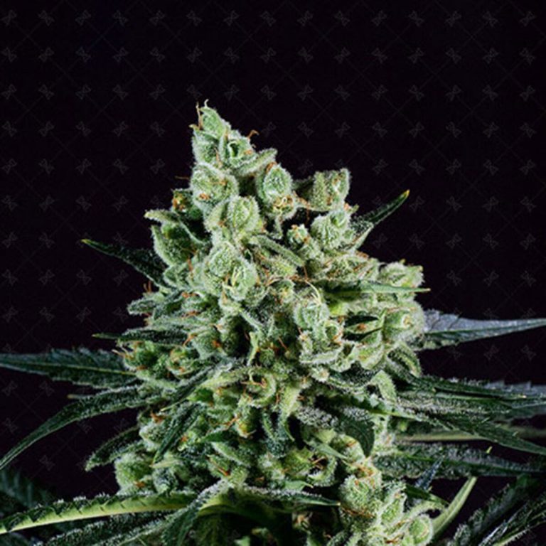 Marijuana Seeds For Sale | Best Cheap Seeds From Top Breeders