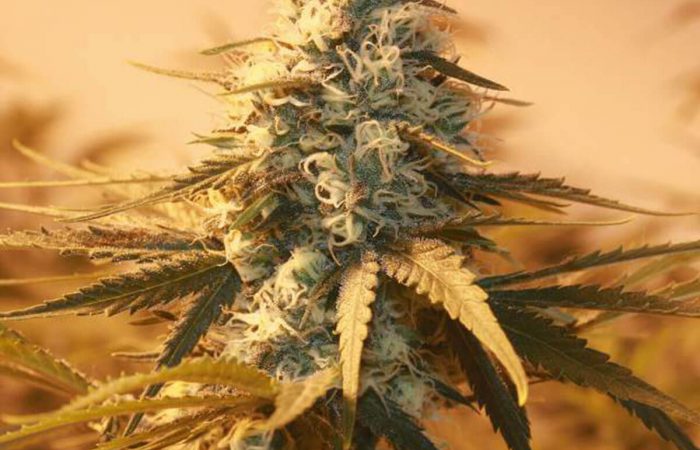 AK-48