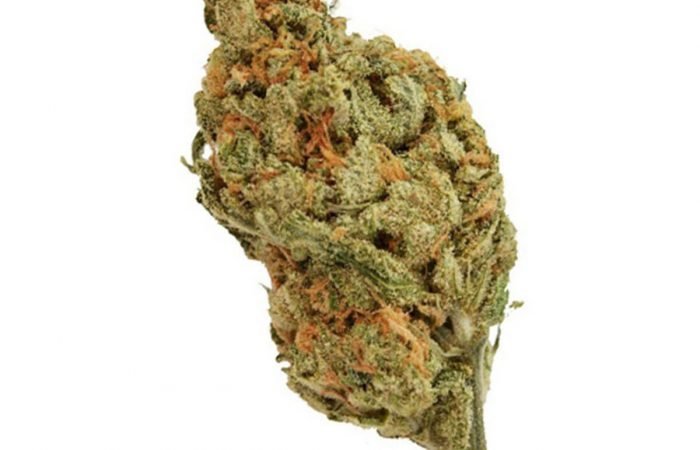 American Haze x California Haze