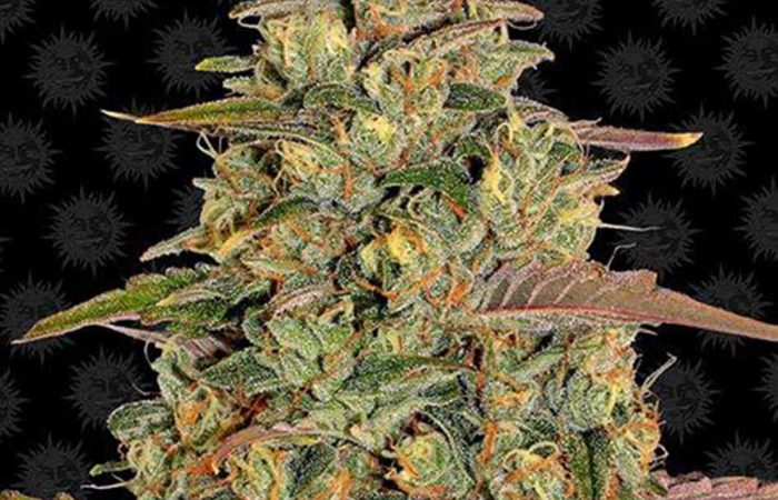 Amnesia Lemon
