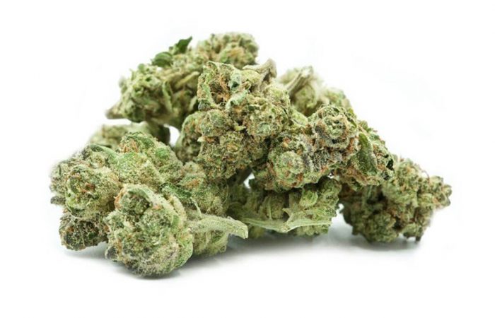 Amnesia x Nicole Kush