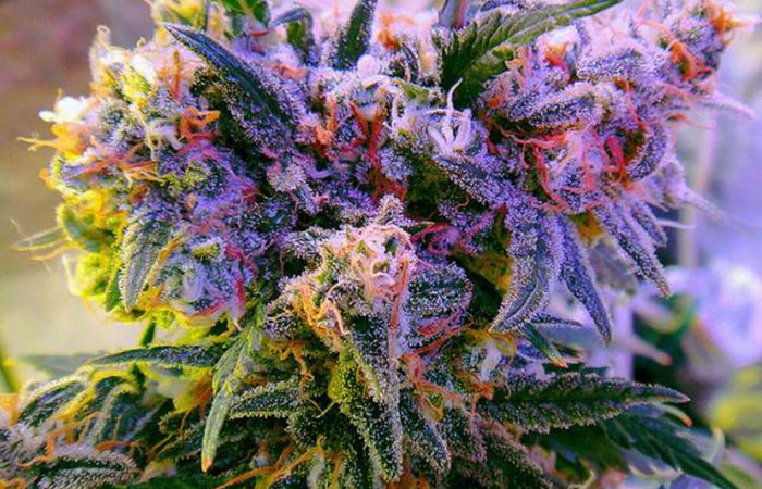 Aurora Indica