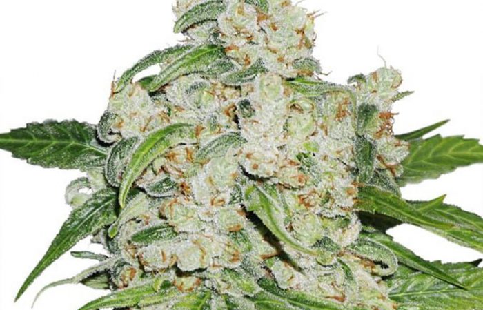 Auto Brooklyn Sunrise