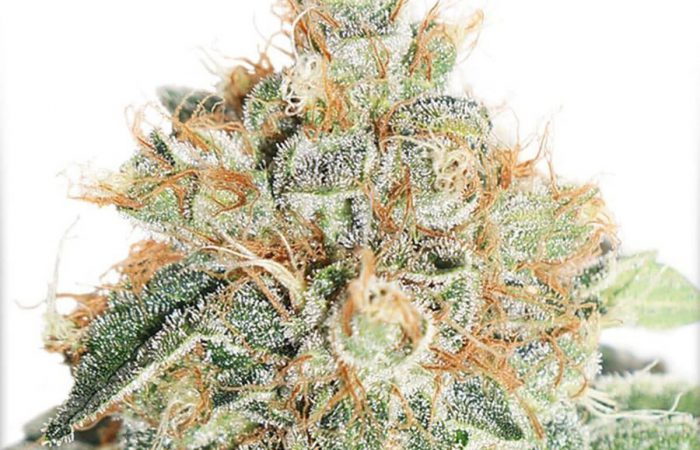 Auto Colorado Cookies