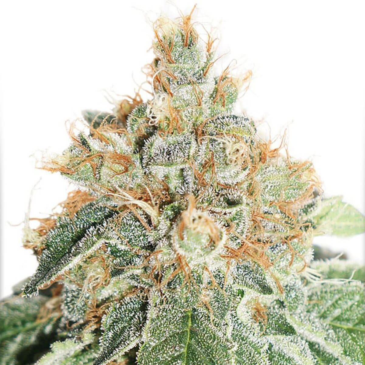 Auto Colorado Cookies