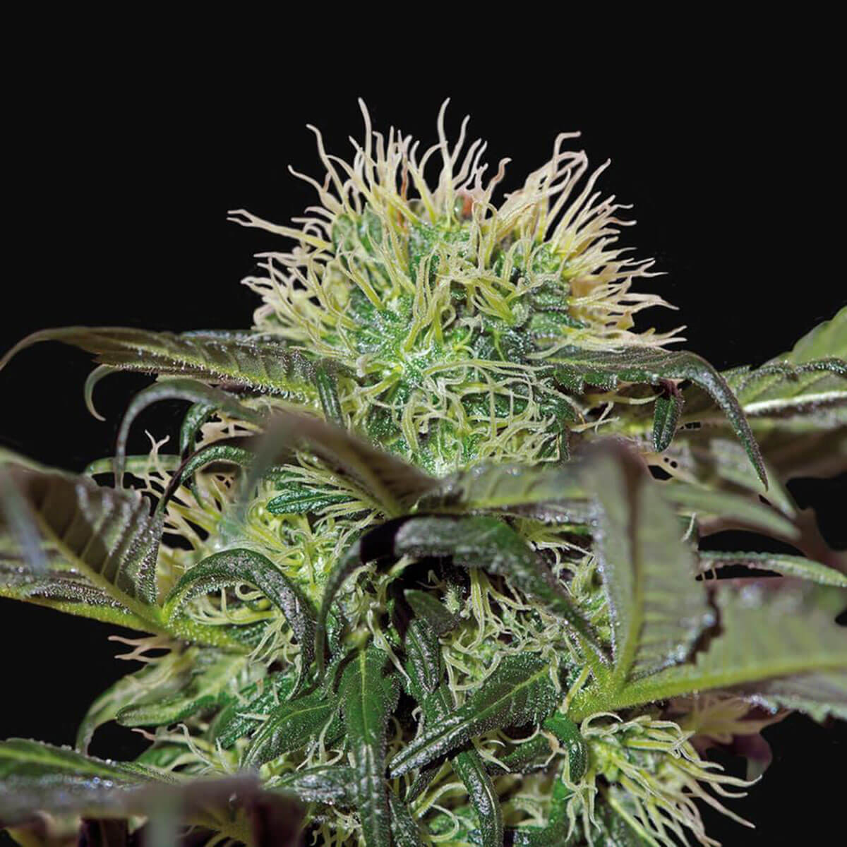 bad-azz-kush-images