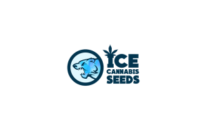 Ice Cannabis Seeds seedbank review
