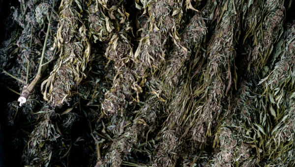 Drying cannabis
