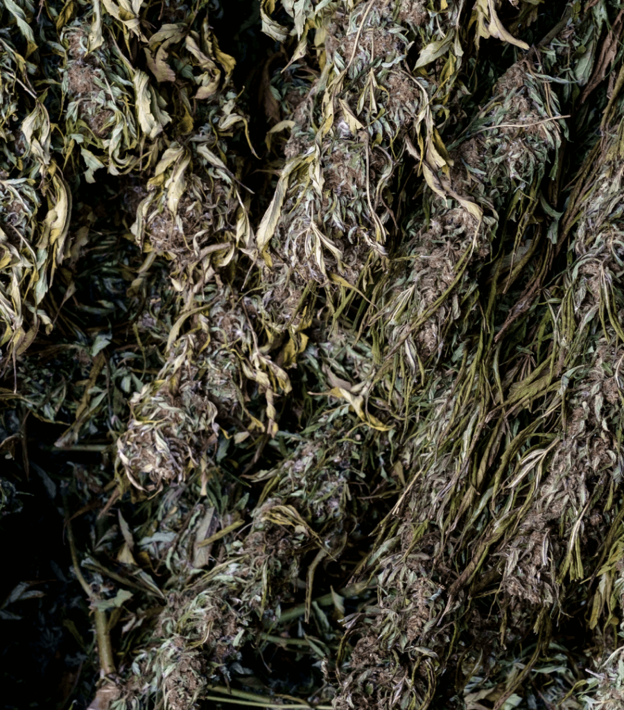 Drying cannabis