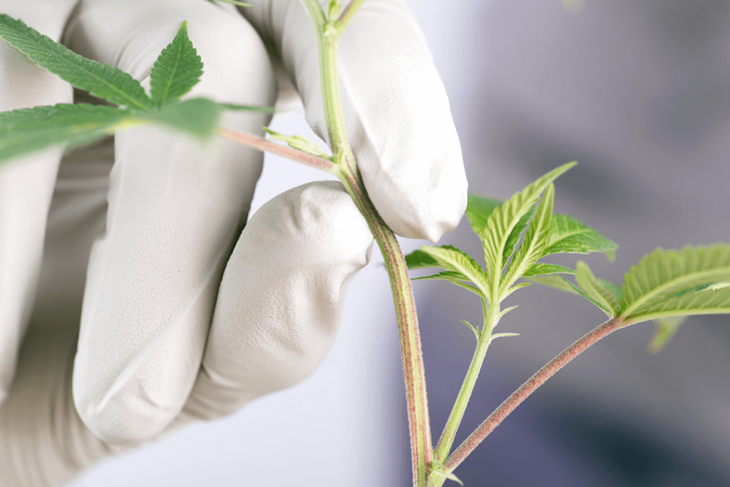 Cannabis Branches Cropping