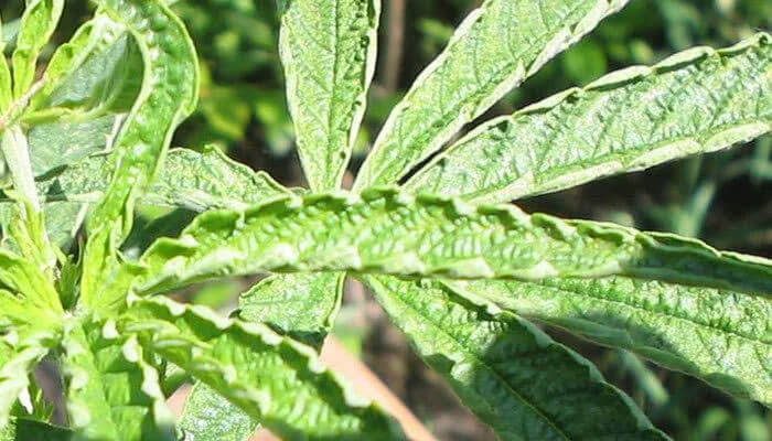 Cannabis Curling leaves