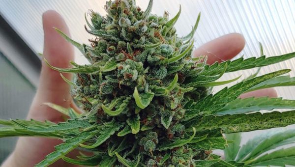 Cannabis Flowering