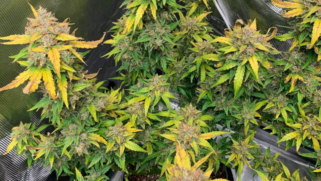 Cannabis Leaf yellow color