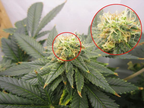 Cannabis Pistils