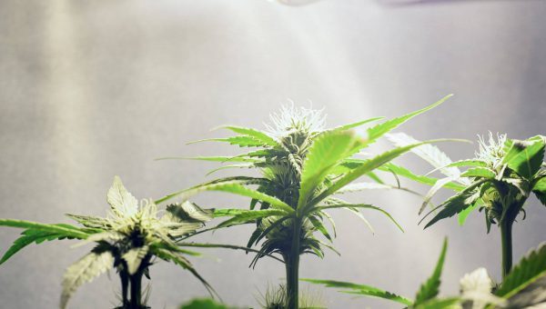 Cannabis Plant grow on the tent