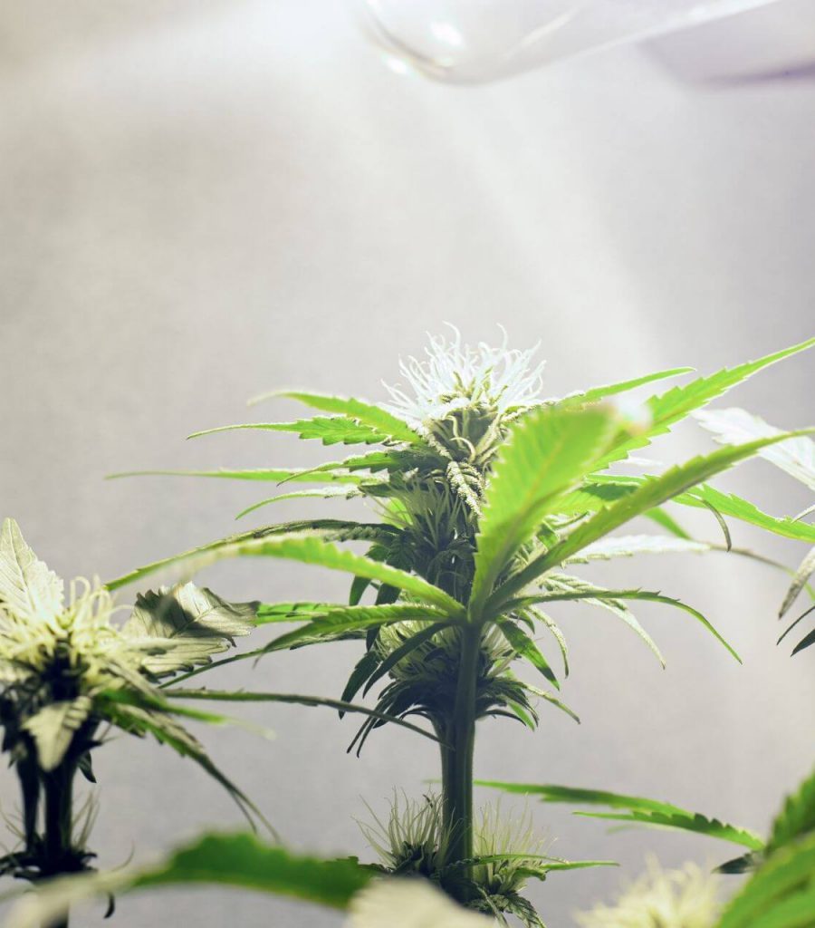 Cannabis Plant grow on the tent