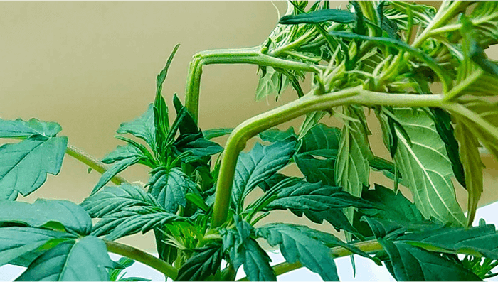 Cropping Cannabis