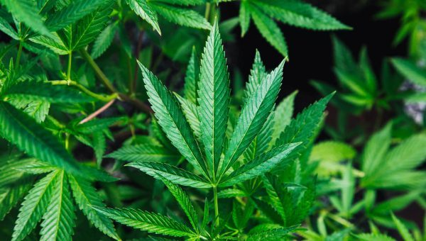 Green cannabis plant close-up