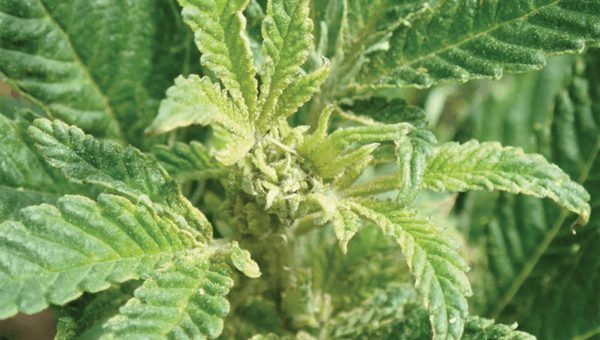 Russet Mites on Cannabis Plants