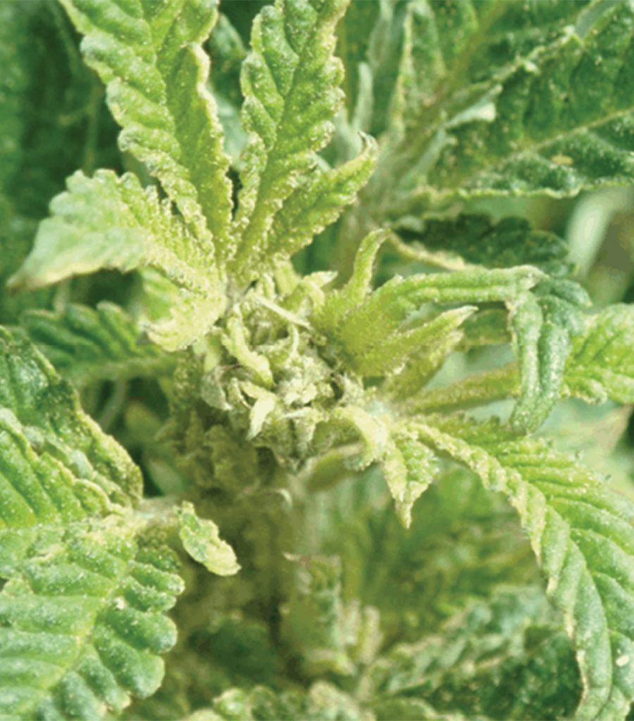 Russet Mites on Cannabis Plants