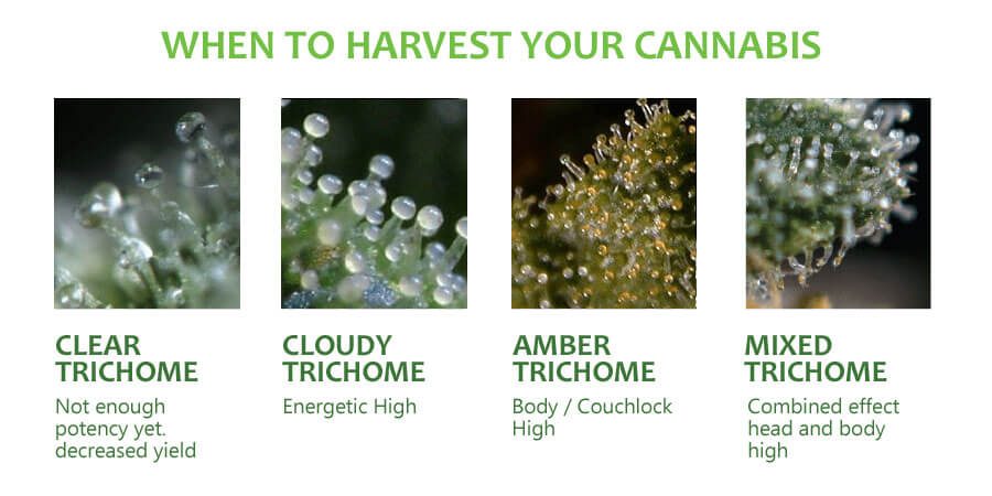 Trichome color