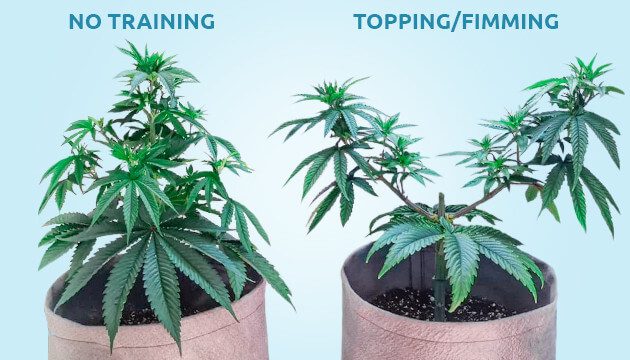 Two cannabis plant