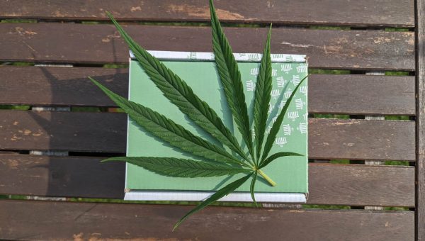 Cannabis green leaves