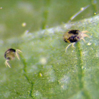 mites on the leaves