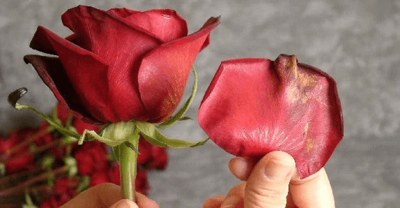 Rose dry petal