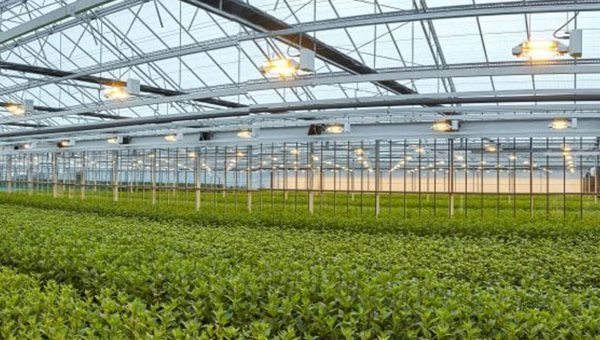 Gavita LED Grow Lights