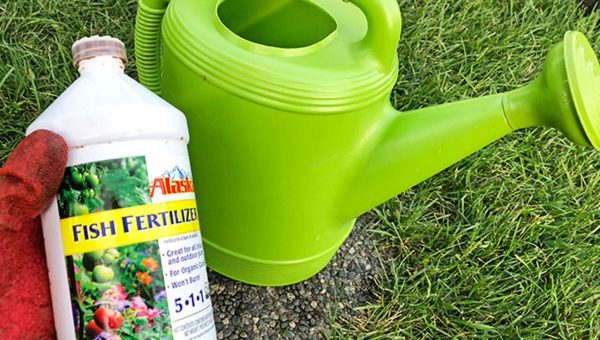 Growing Cannabis with Alaska Fish Fertilizer