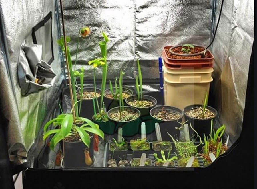 Growing Cannabis with Alaska Fish Fertilizer