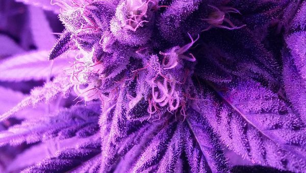 Sour Tangie Strain